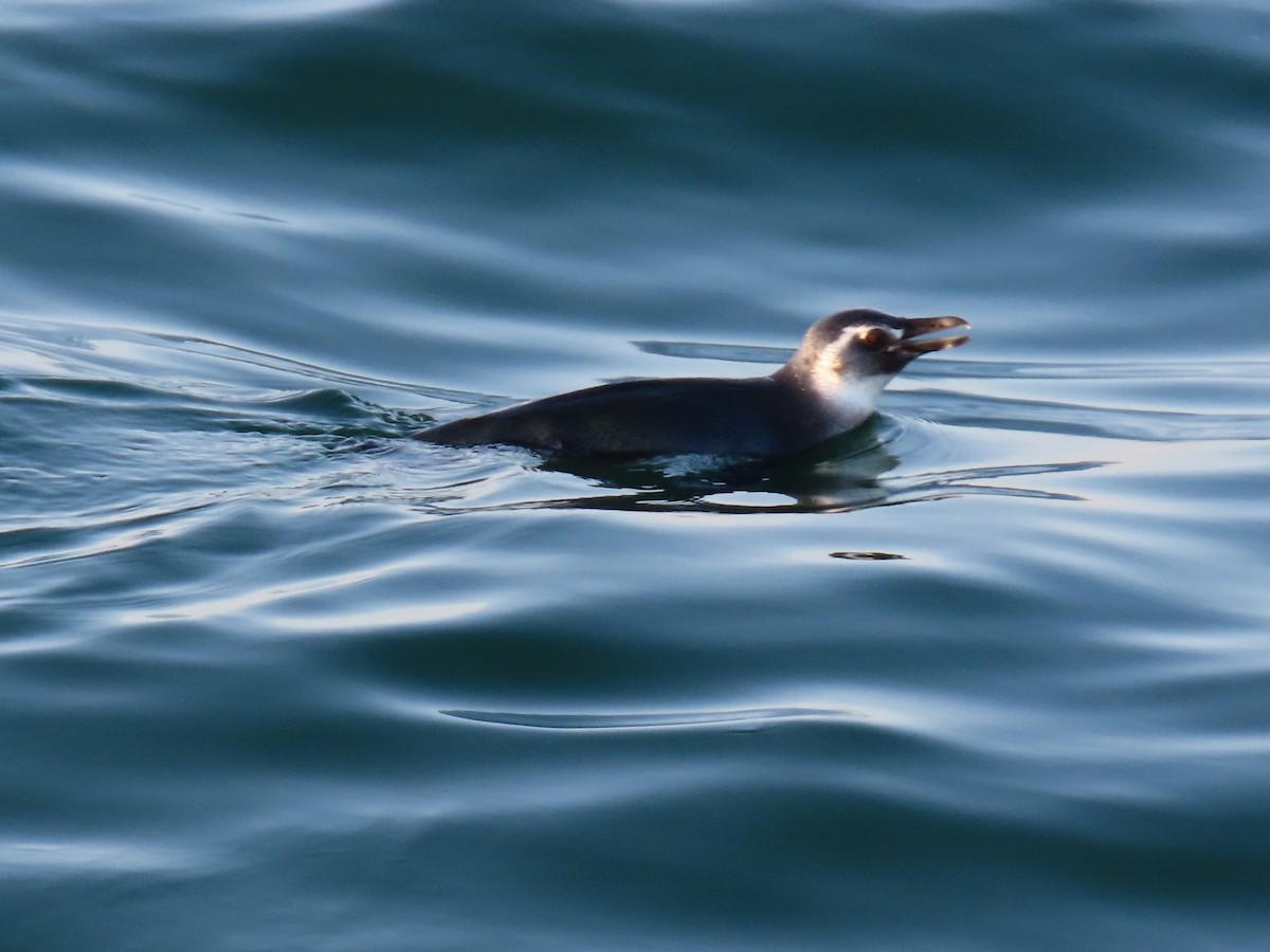 Magellanic Penguin - ML621362820