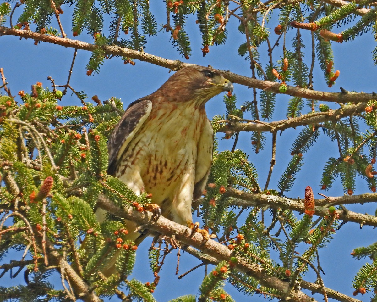 Red-tailed Hawk - ML621362823