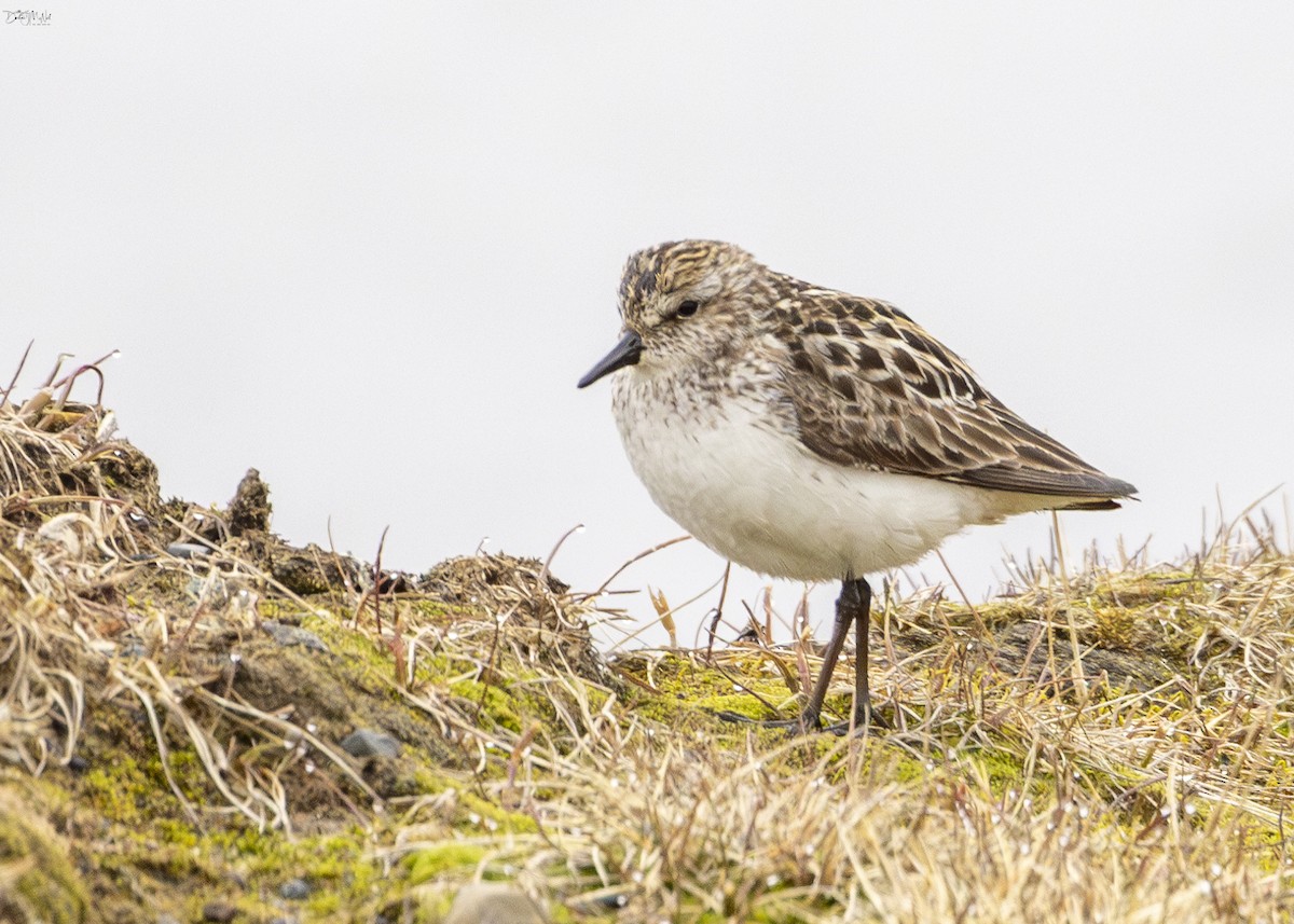 Semipalmated Sandpiper - ML621362863