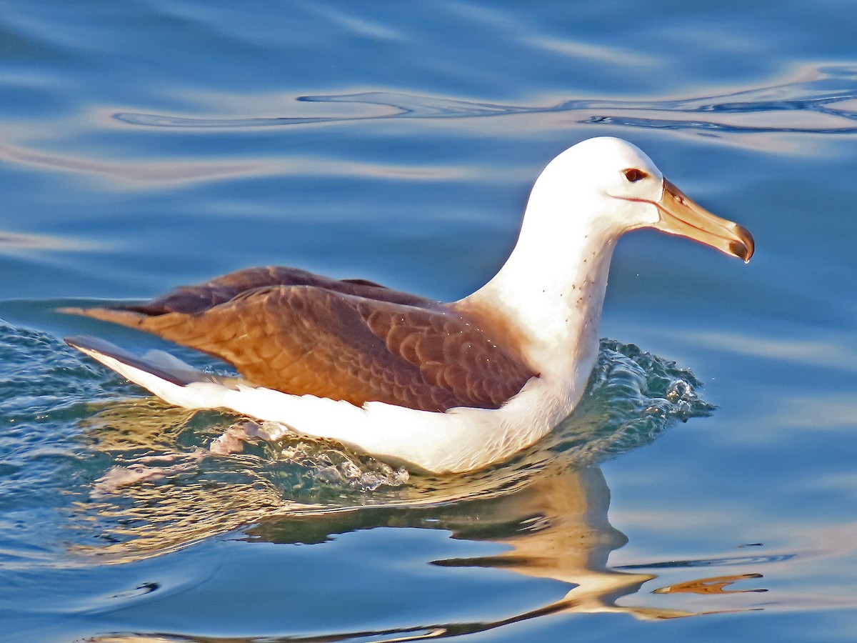 Black-browed Albatross - ML621362890