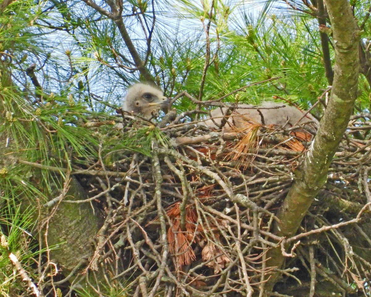 Red-tailed Hawk - Aubrey Merrill