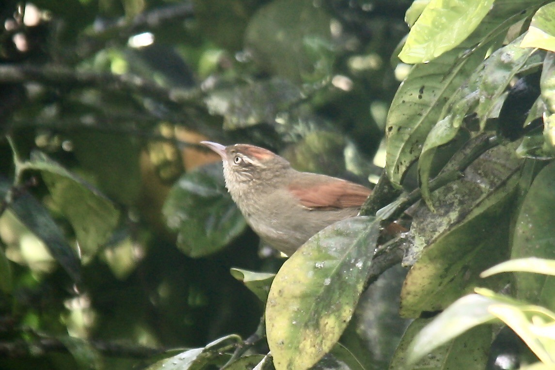 Streak-capped Spinetail - Kenna Sue Trickey