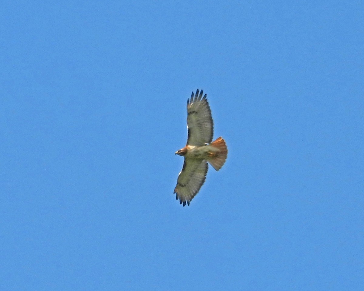 Red-tailed Hawk - ML621362993