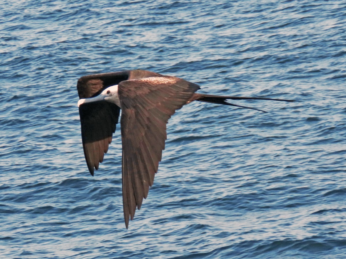 Magnificent Frigatebird - ML621363069