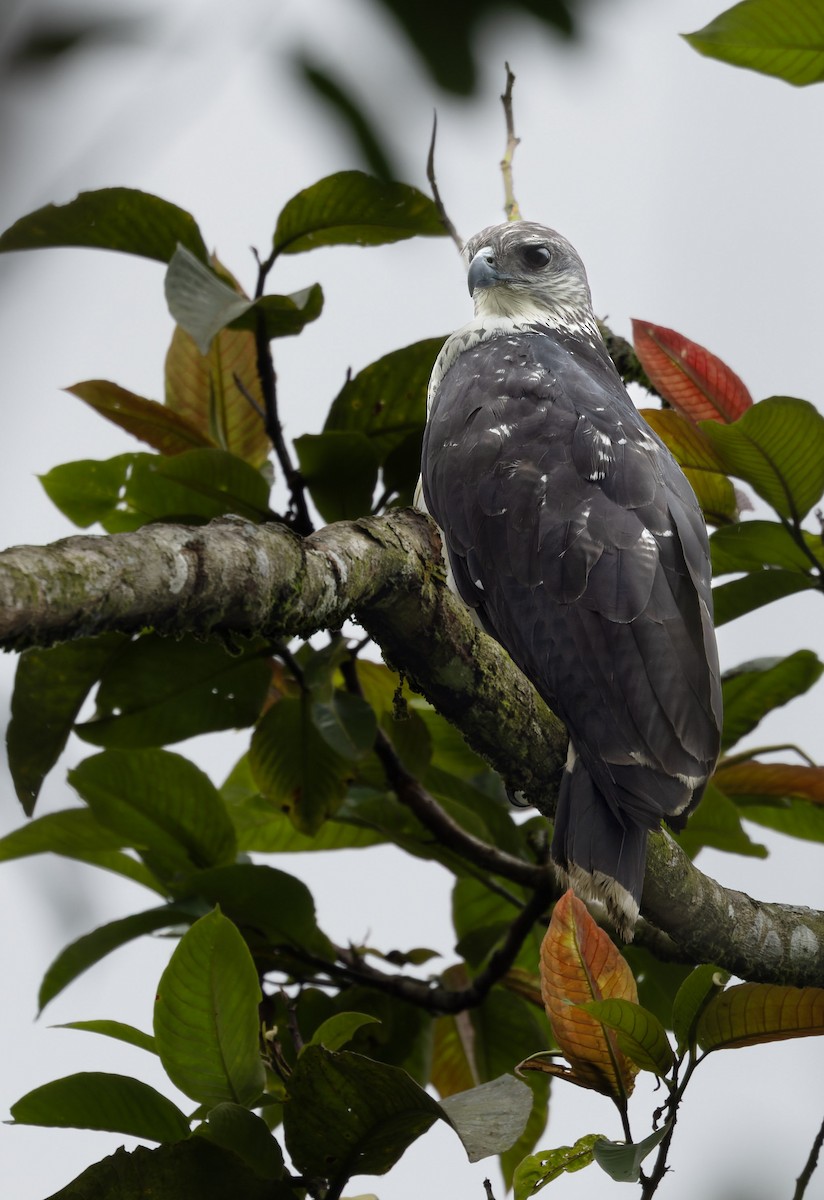 Gray-backed Hawk - Joseph Beck