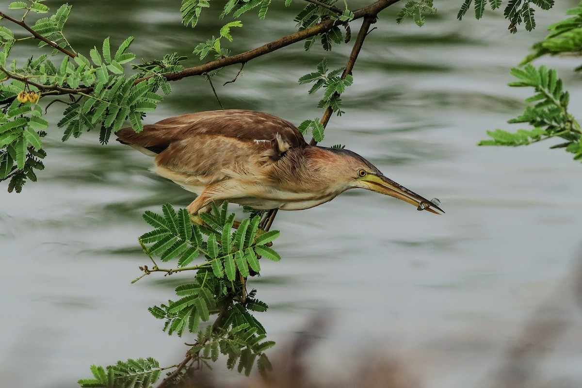 Yellow Bittern - ML621363153