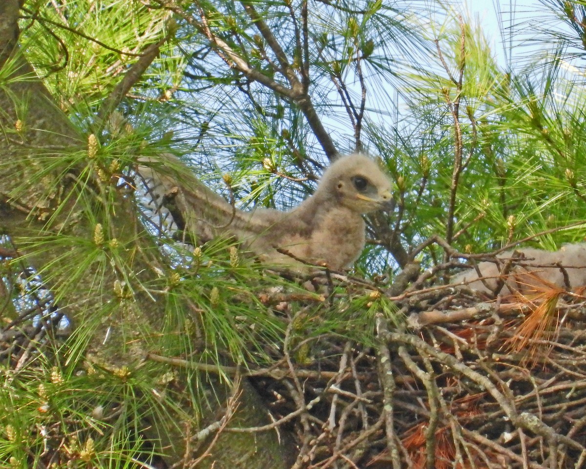 Red-tailed Hawk - ML621363192