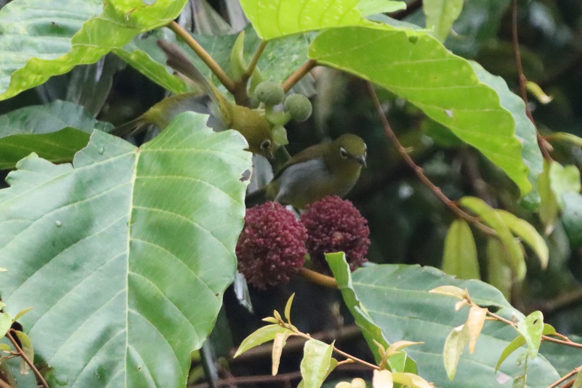 Everett's White-eye - ML621363231