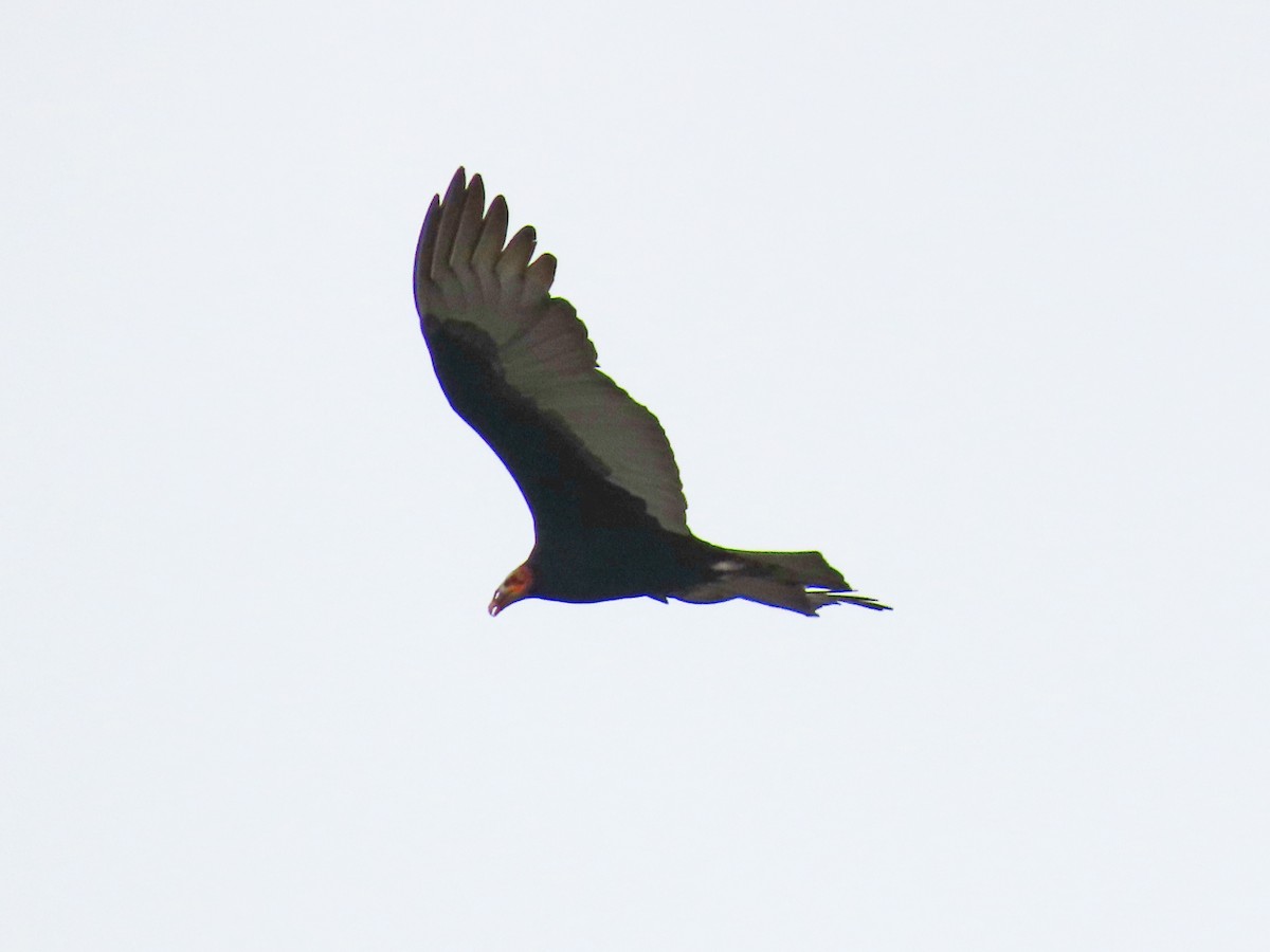 Lesser Yellow-headed Vulture - ML621363232