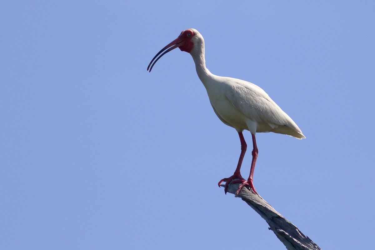 White Ibis - Richard Stanton