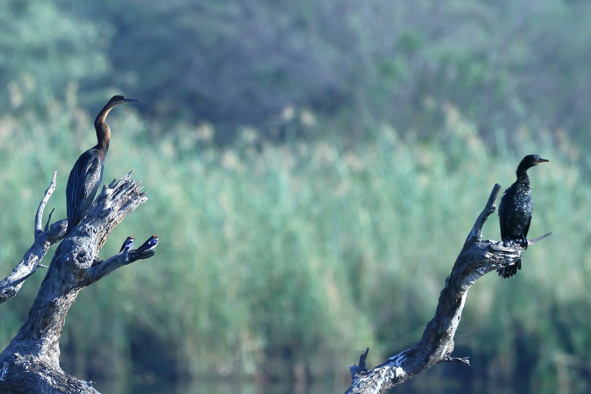 African Darter - ML621363275