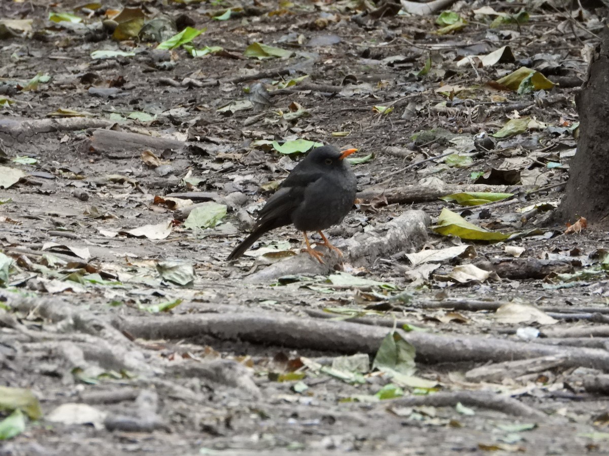 Andean Slaty Thrush - ML621363276