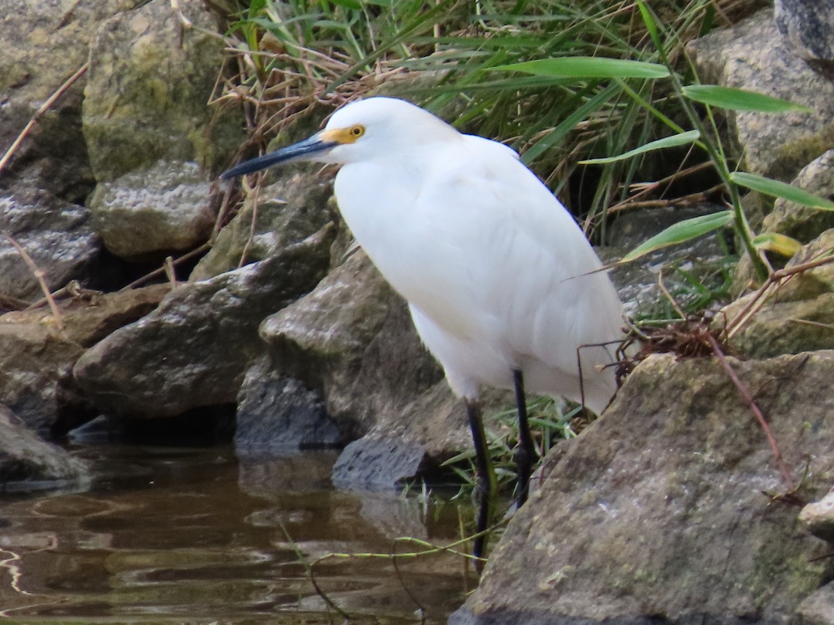 Snowy Egret - Rita Souza