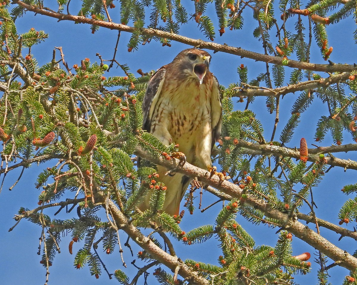 Red-tailed Hawk - ML621363289