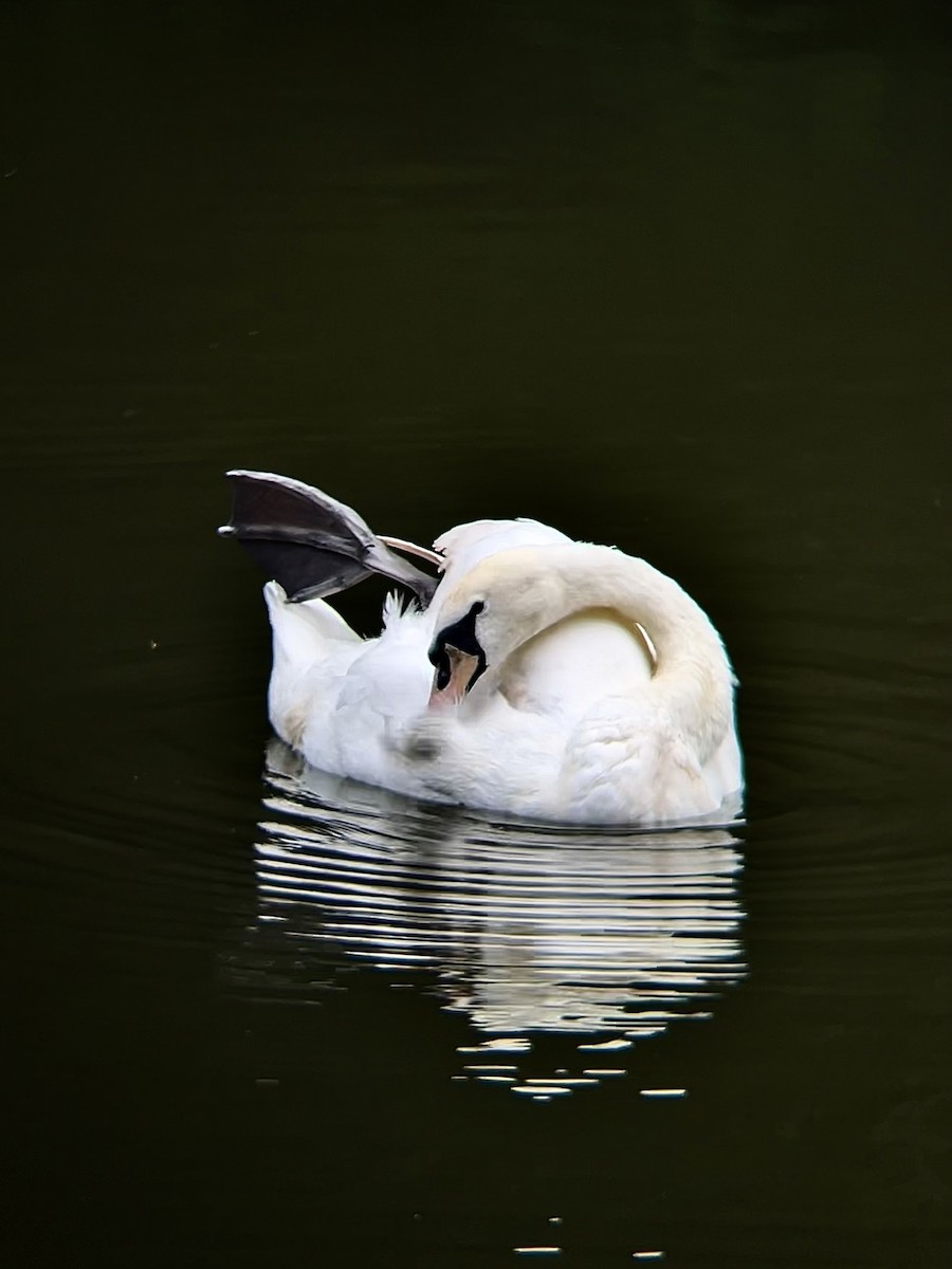 Mute Swan - ML621363334