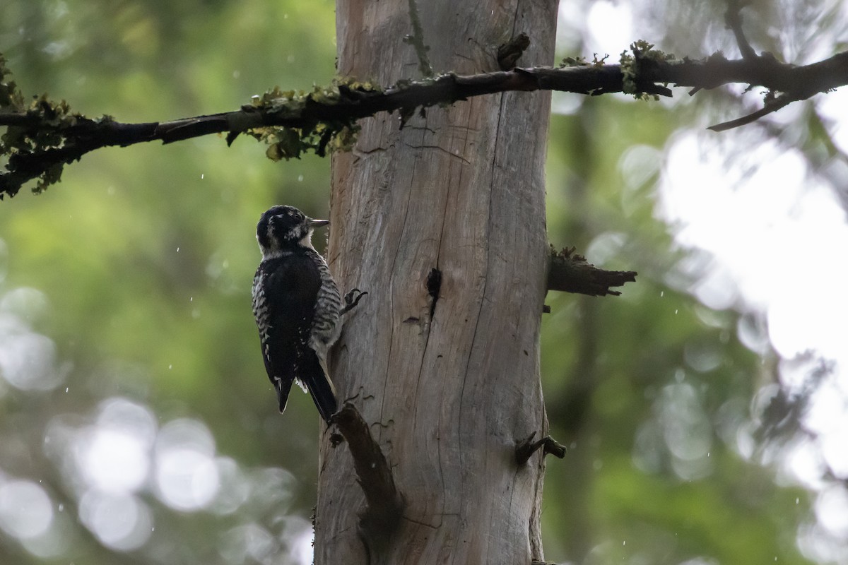 American Three-toed Woodpecker - ML621363336