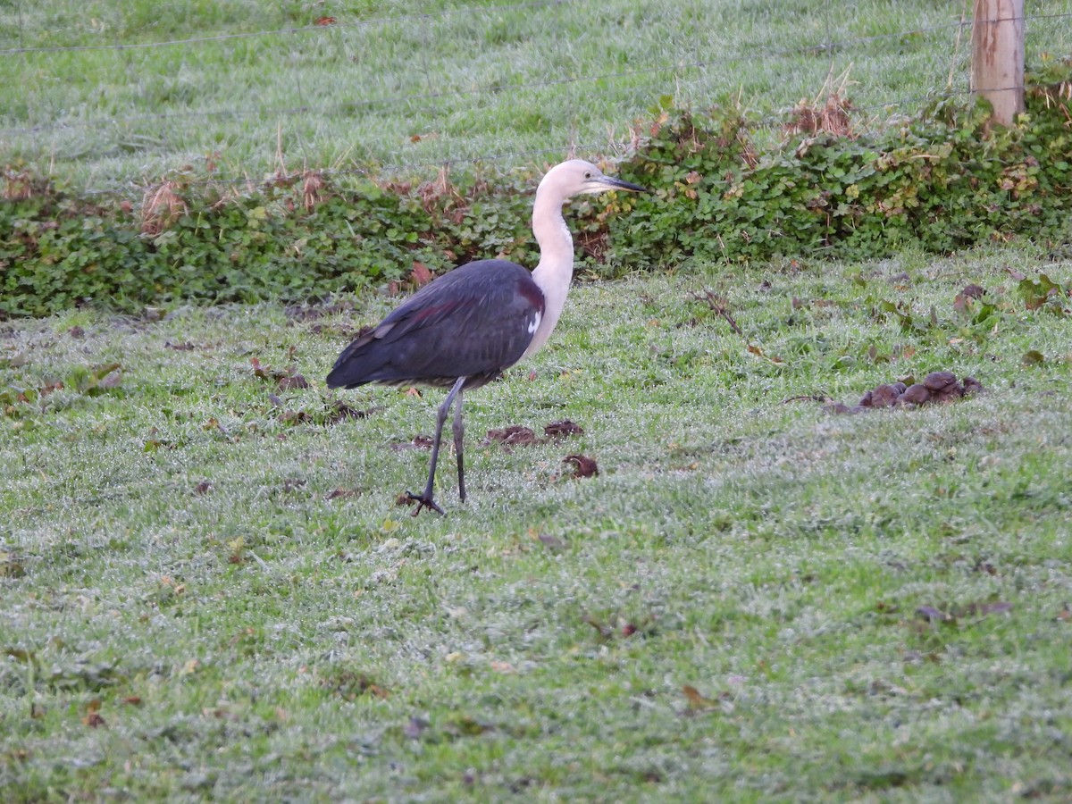 Pacific Heron - Andrew Dyson