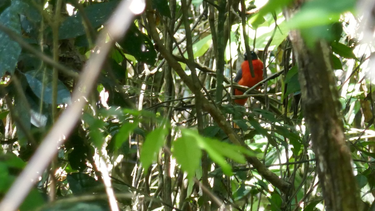 Cinnamon-rumped Trogon - ML621363380
