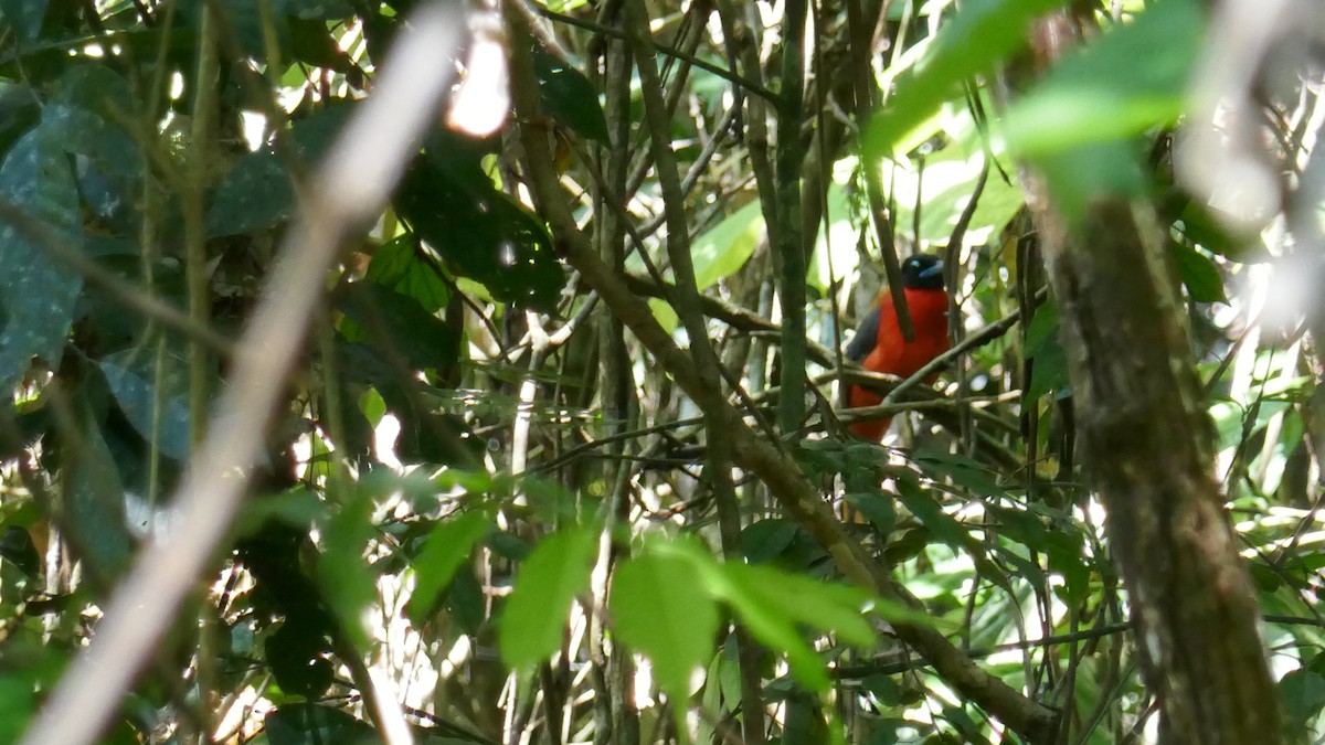 Cinnamon-rumped Trogon - ML621363381