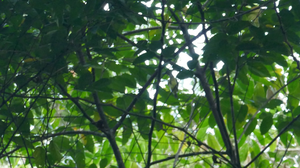 Cinnamon-rumped Trogon - ML621363382