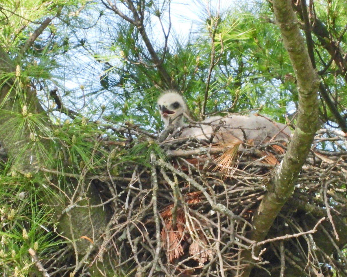 Red-tailed Hawk - ML621363459