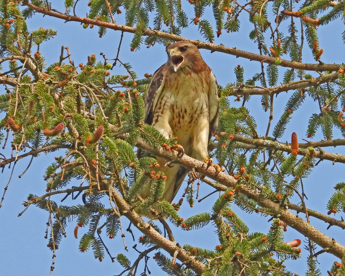 Red-tailed Hawk - ML621363569