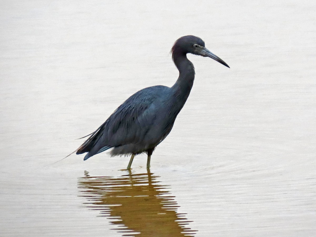 Little Blue Heron - ML621363615