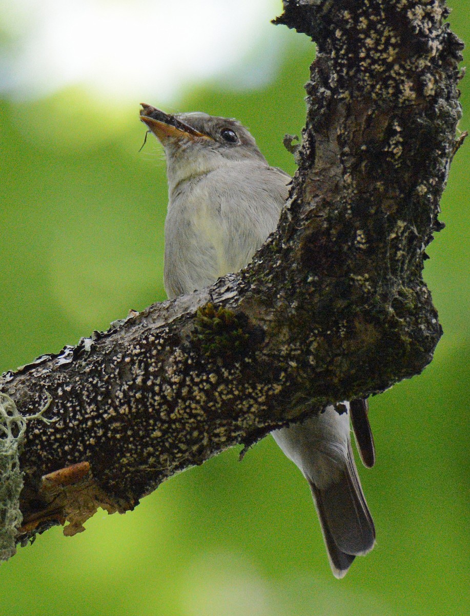 Eastern Wood-Pewee - ML621363732