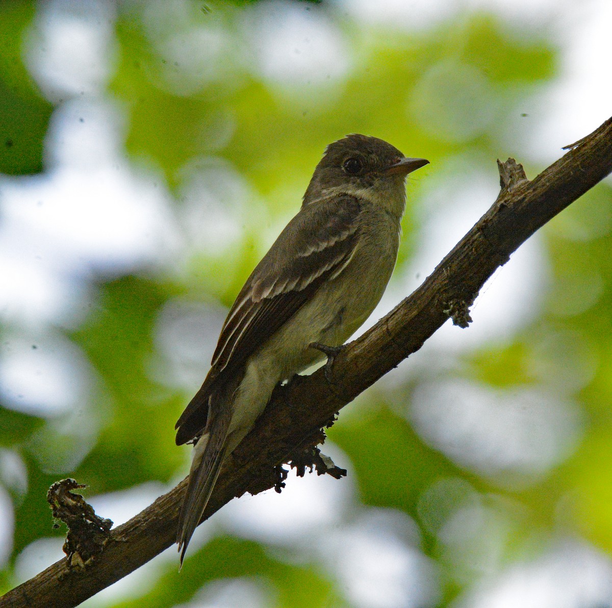 Eastern Wood-Pewee - ML621363733