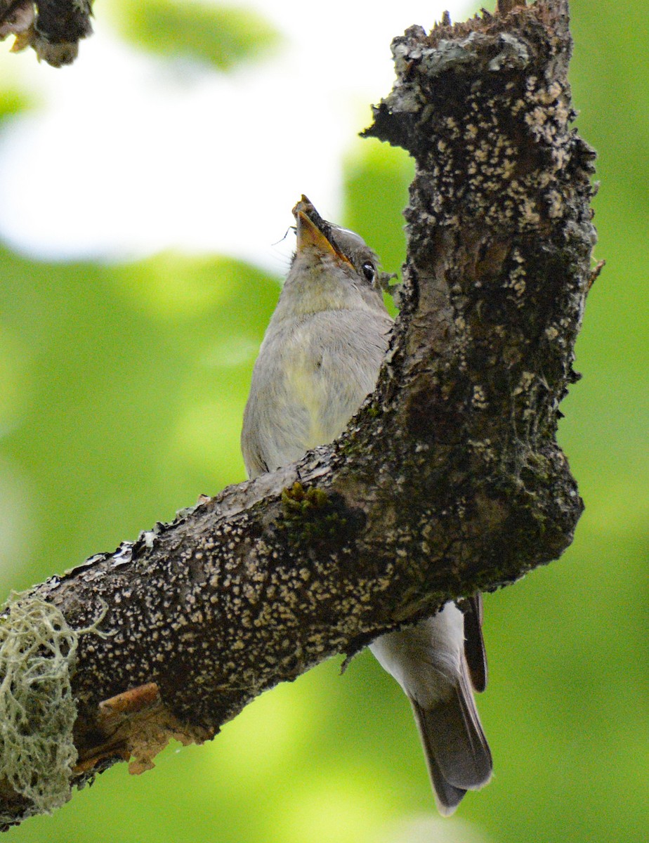 Eastern Wood-Pewee - ML621363734