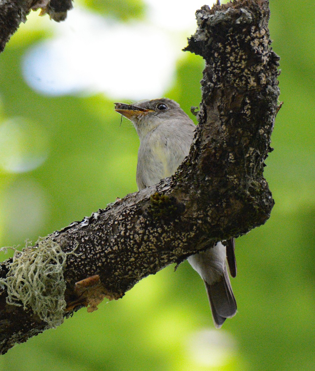 Eastern Wood-Pewee - ML621363735