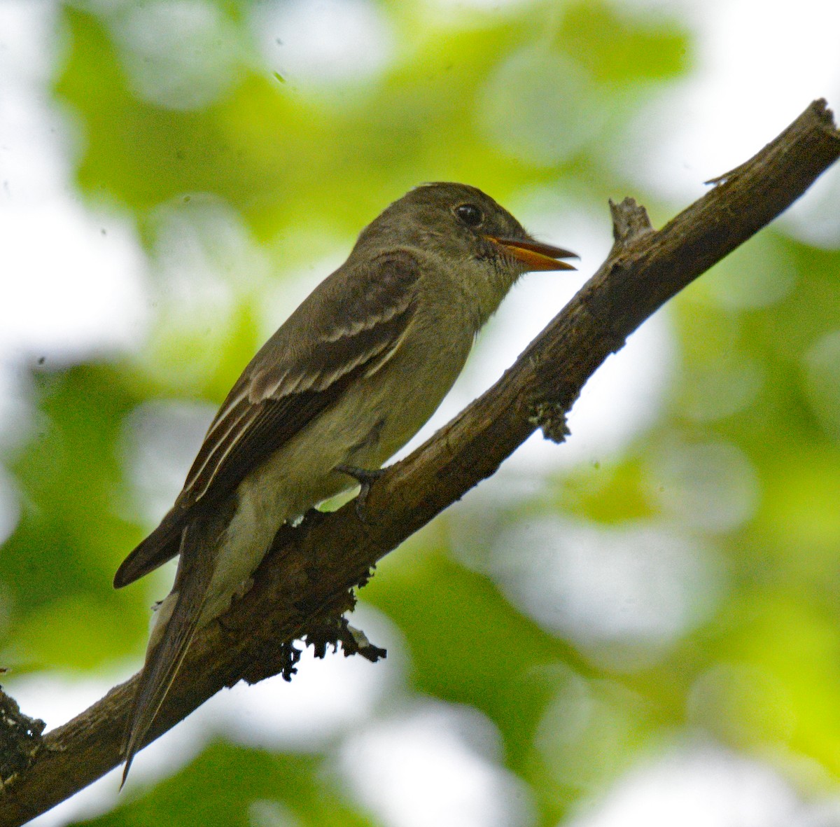 Eastern Wood-Pewee - ML621363736