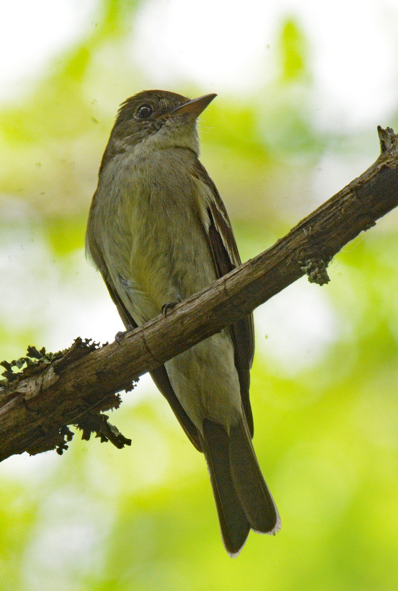 Eastern Wood-Pewee - ML621363737