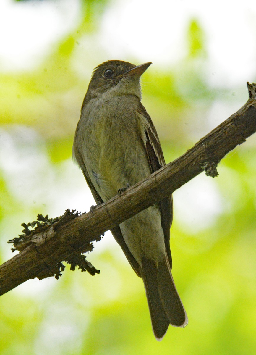 Eastern Wood-Pewee - ML621363738