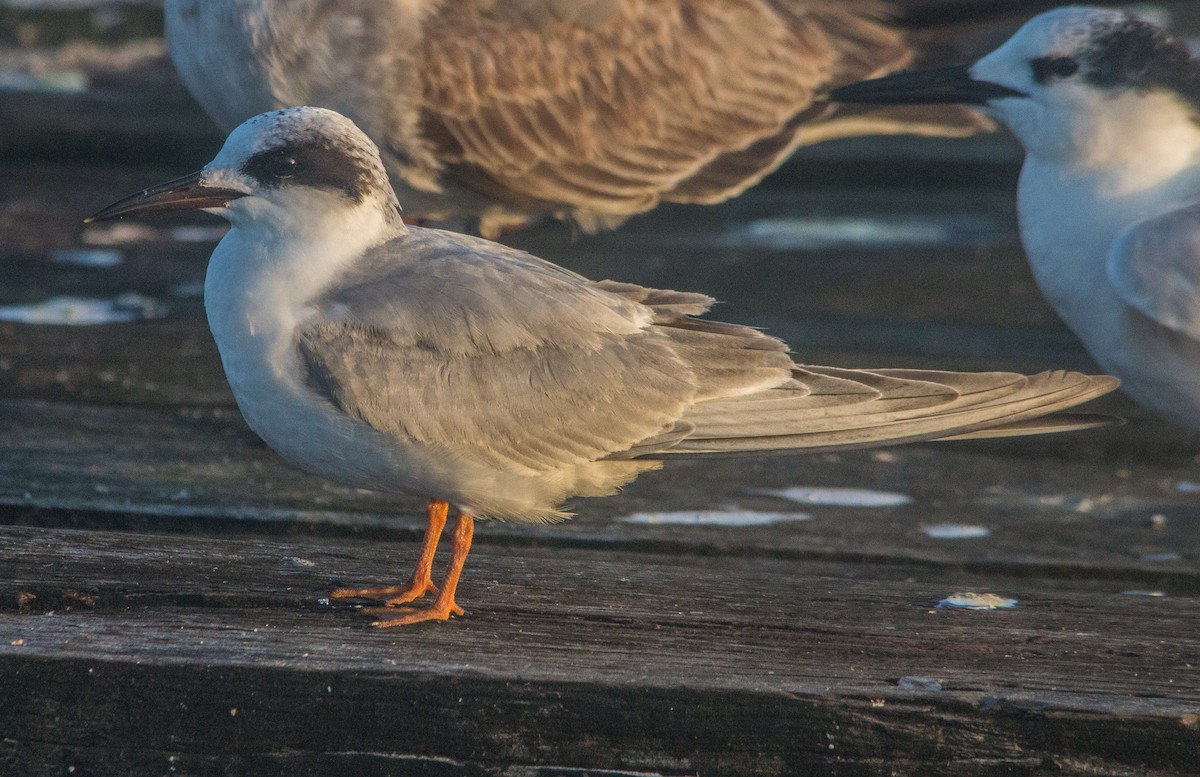 Forster's Tern - Roni Martinez