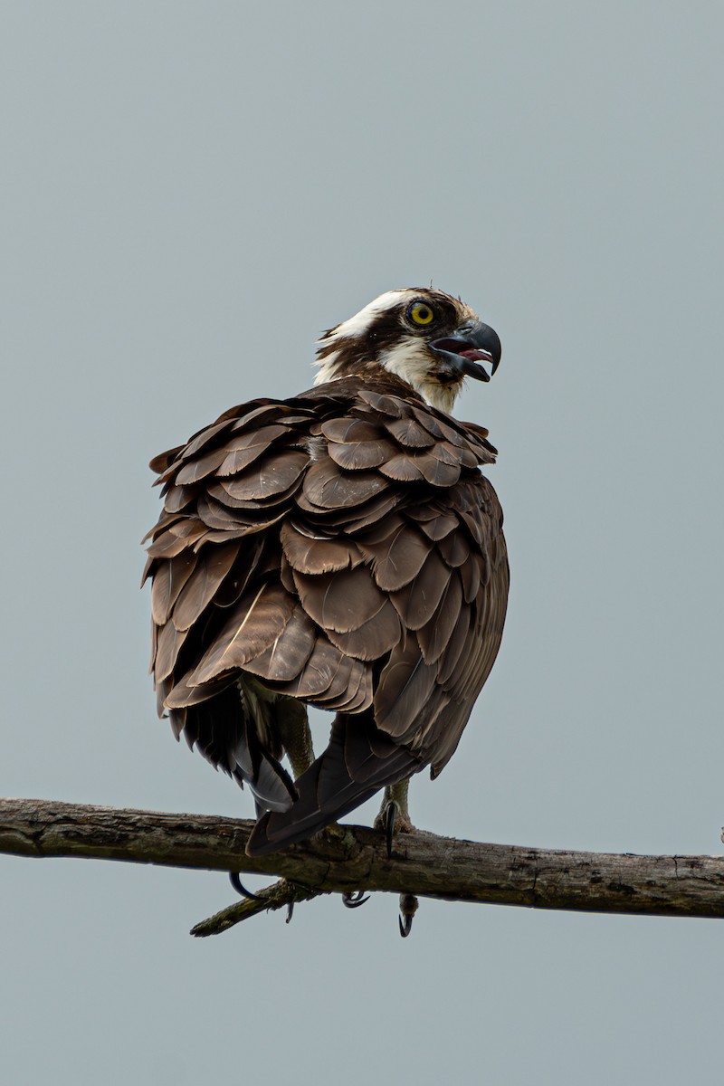 Osprey - ML621363925