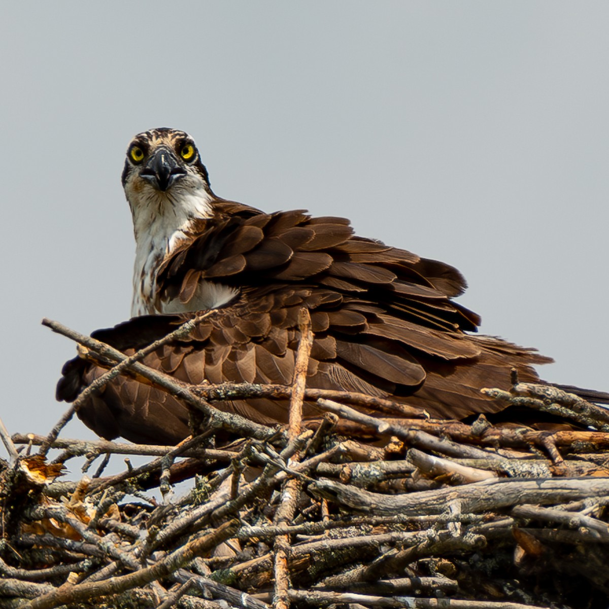 Osprey - ML621363926