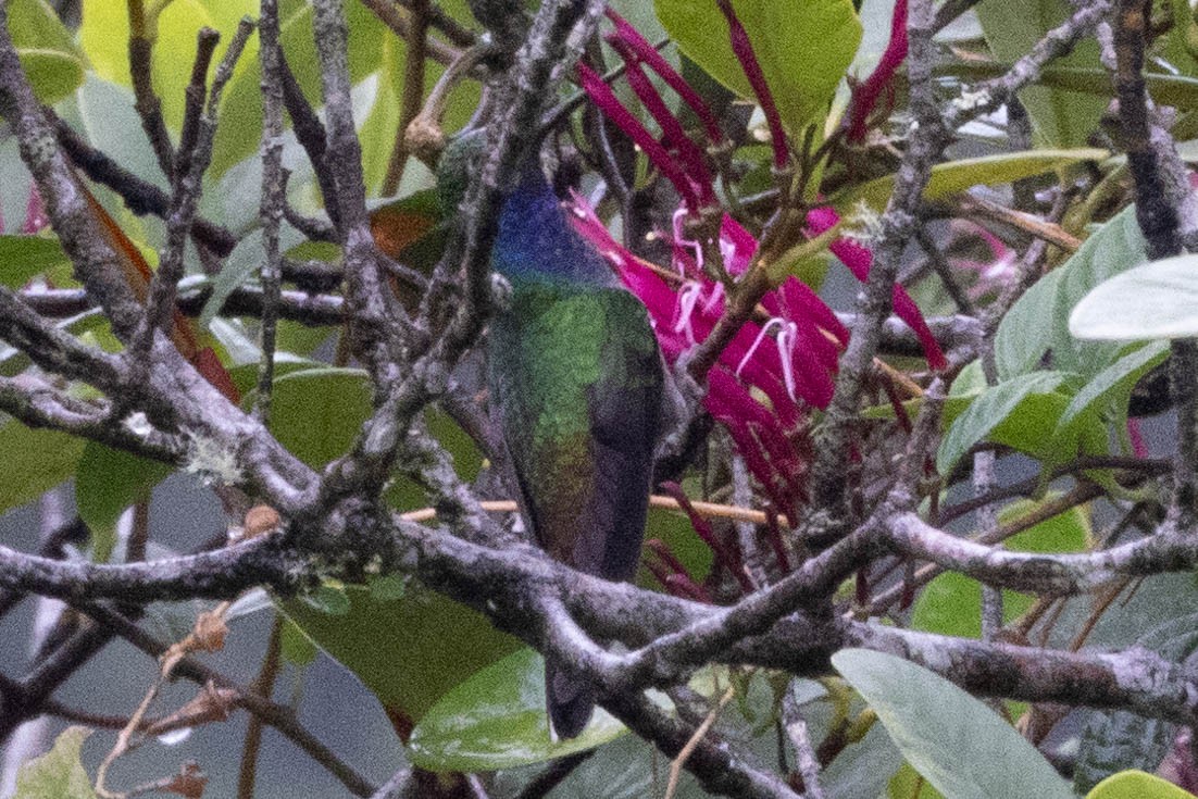 Green-backed Hillstar - ML621363933