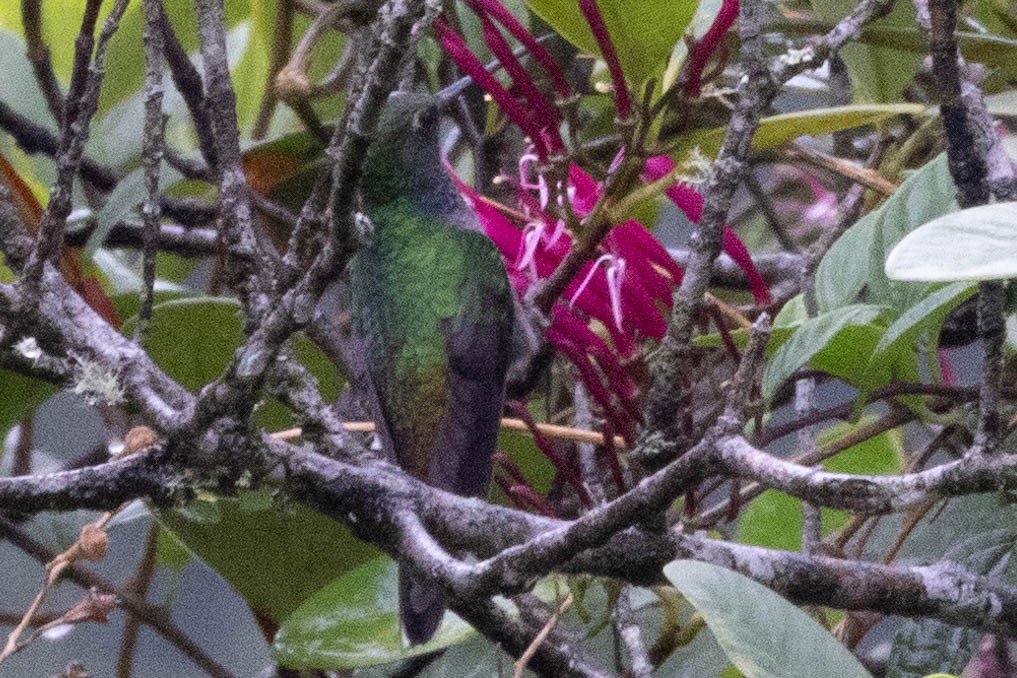 Green-backed Hillstar - ML621363934
