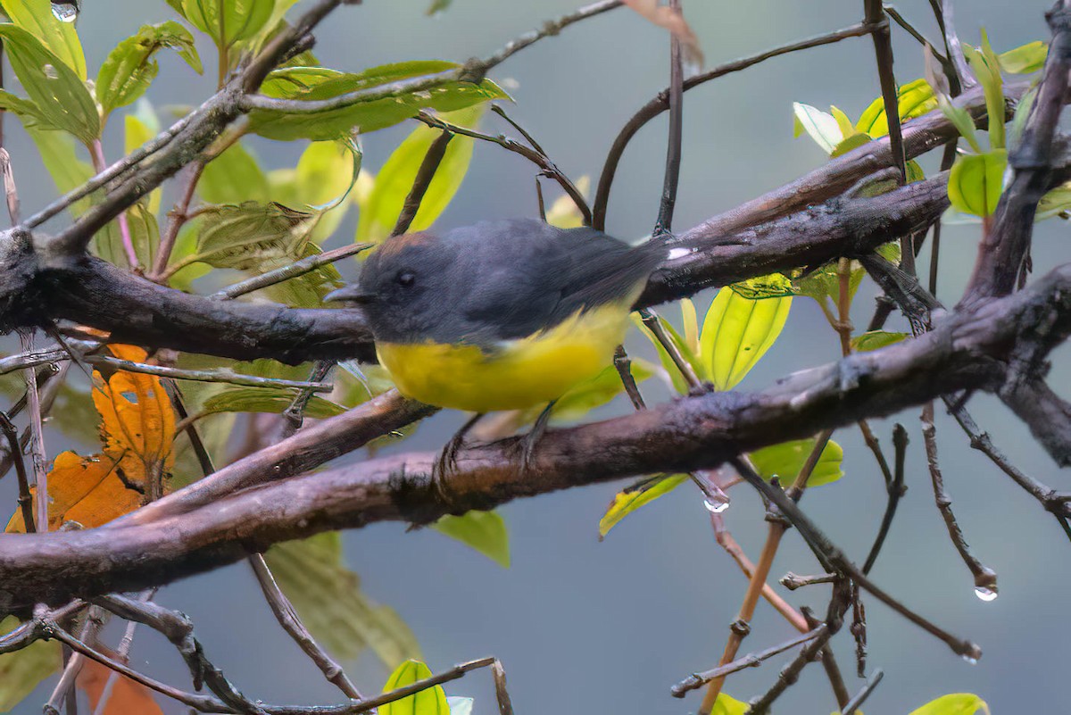 Slate-throated Redstart - ML621363939