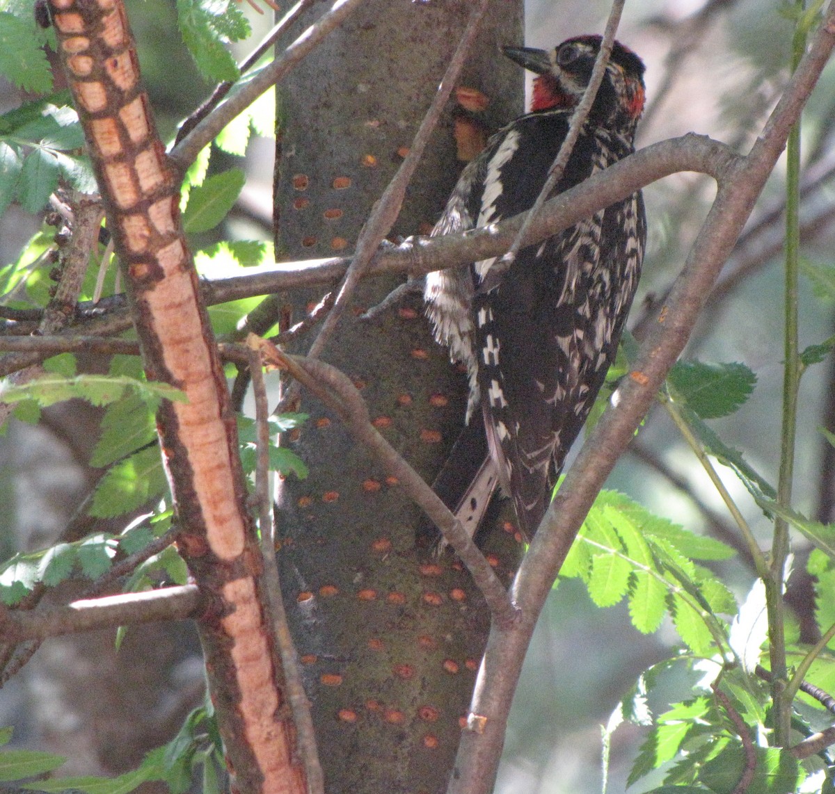 Red-naped Sapsucker - ML62136401