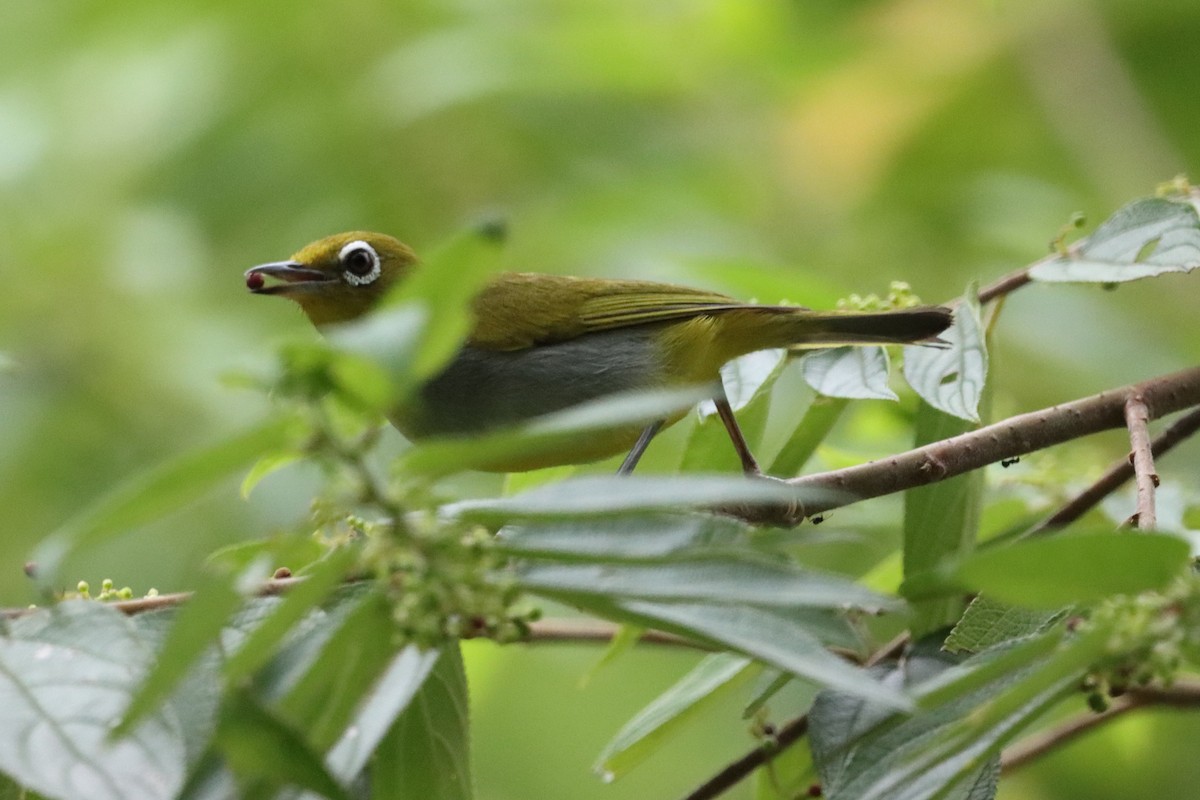 Everett's White-eye - David Morrison