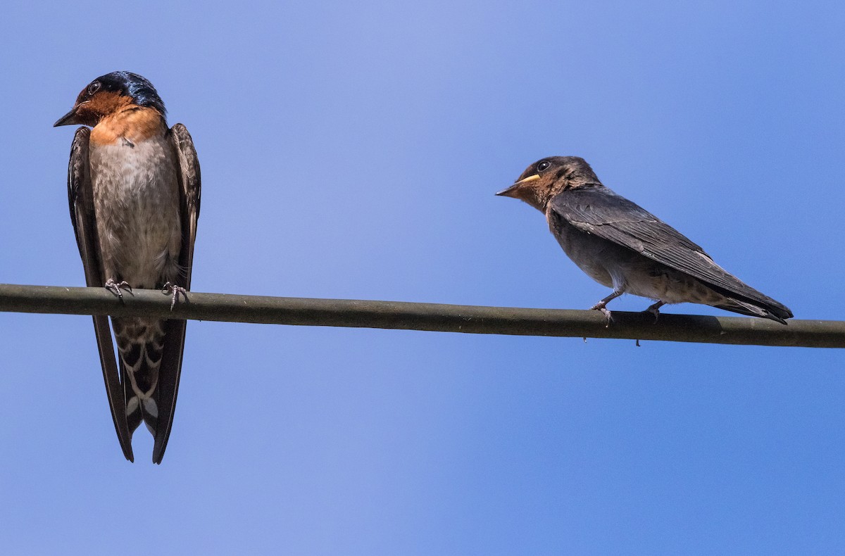 Pacific Swallow - ML621364026