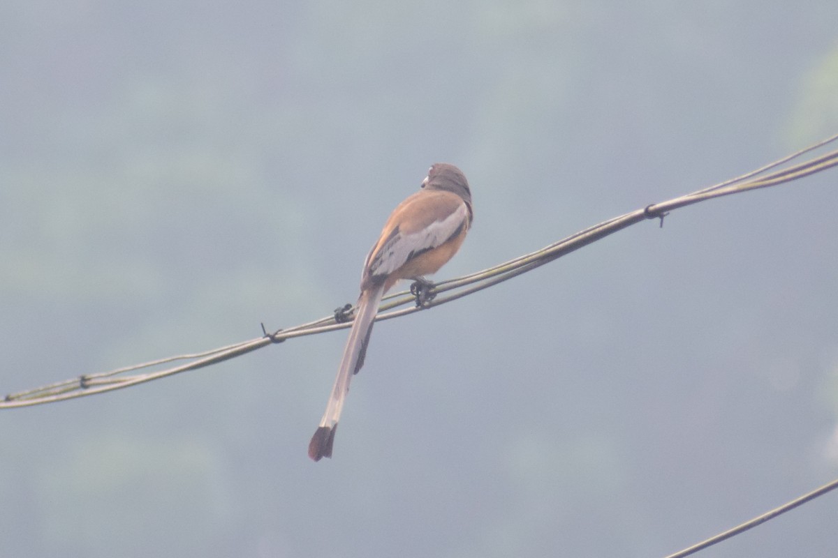 Rufous Treepie - ML621364033