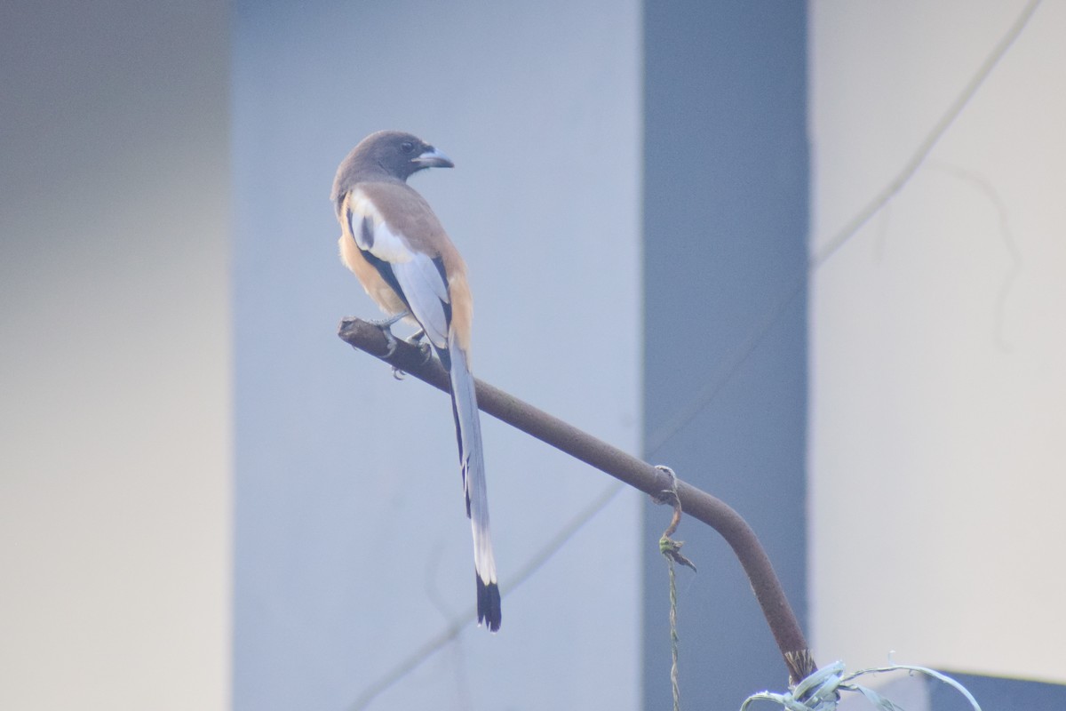 Rufous Treepie - ML621364034