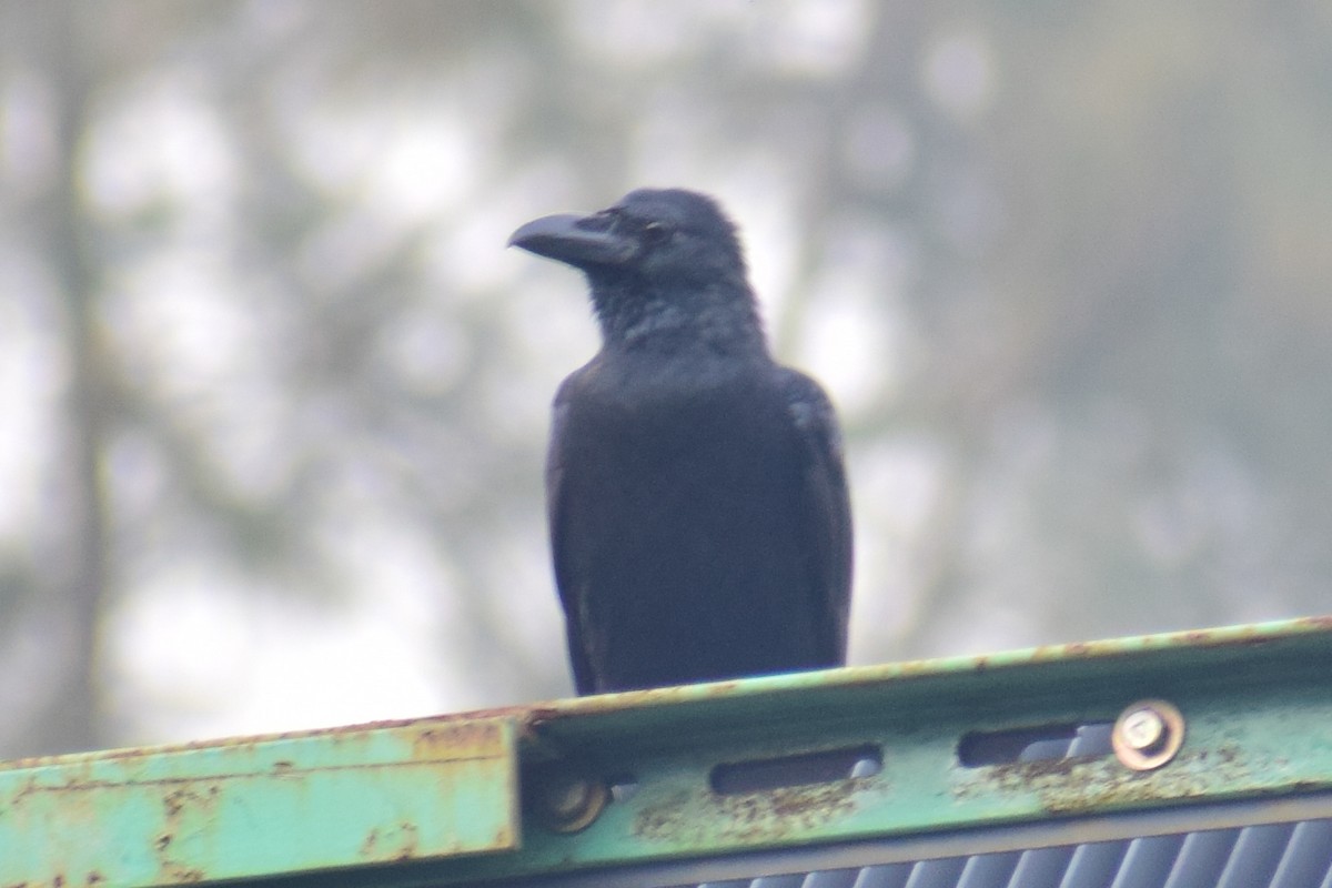 Large-billed Crow - ML621364046