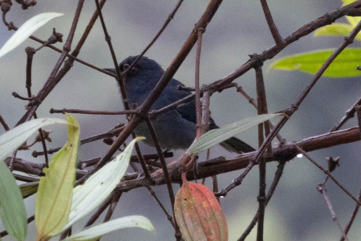 Bluish Flowerpiercer - ML621364097