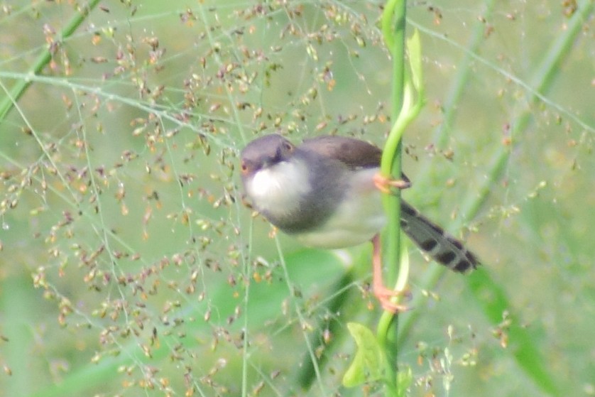 Prinia de Hodgson - ML621364188