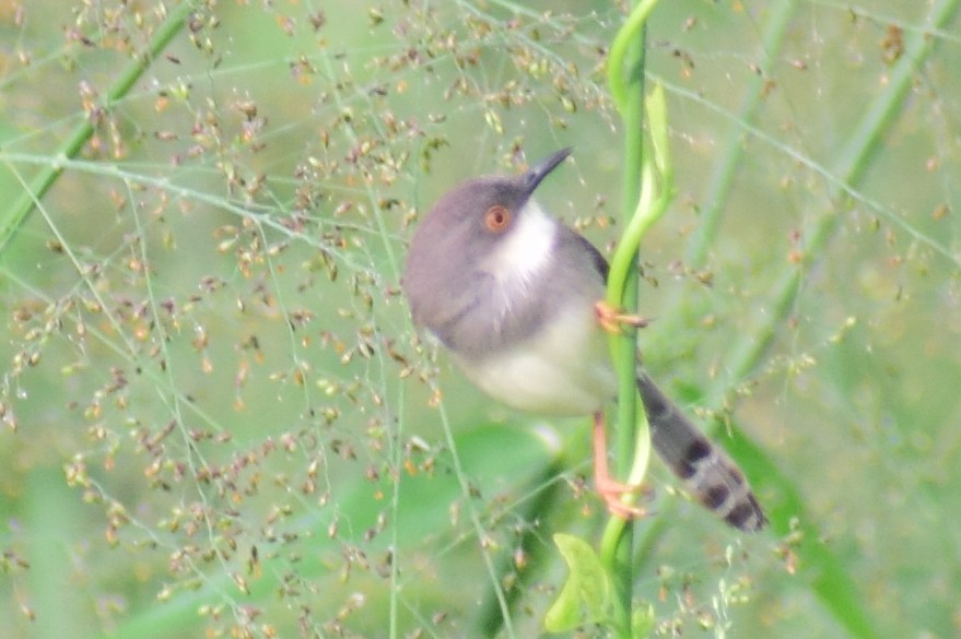 Gray-breasted Prinia - ML621364190