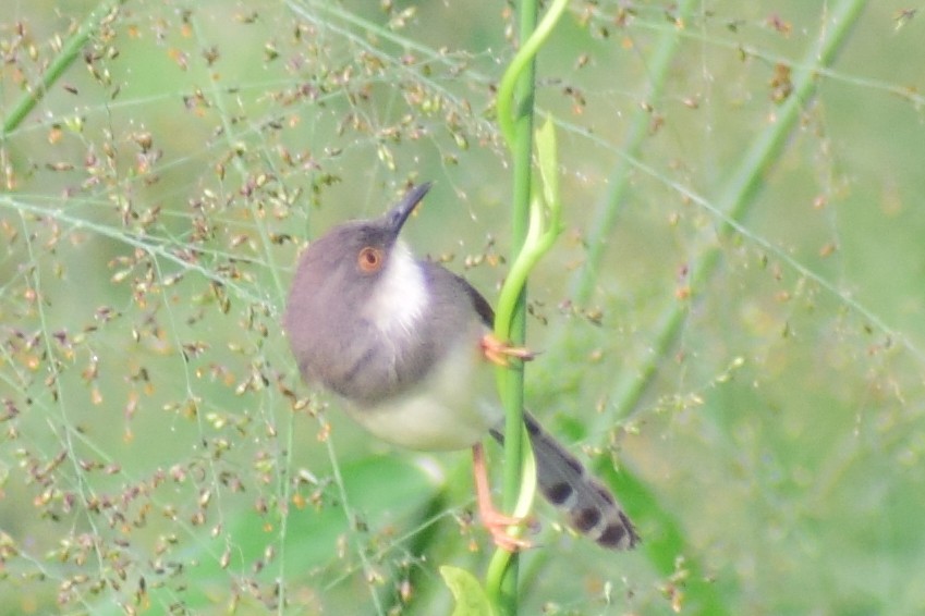 Gray-breasted Prinia - ML621364192